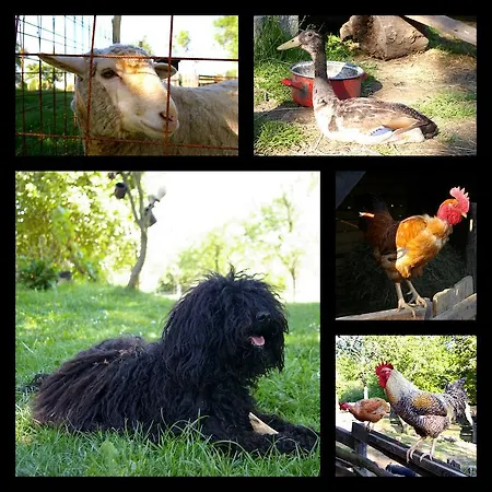 ゲストハウス Fecskefeszek Vendeghaz 3*