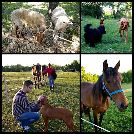 ゲストハウス Fecskefeszek Vendeghaz Őriszentpéter