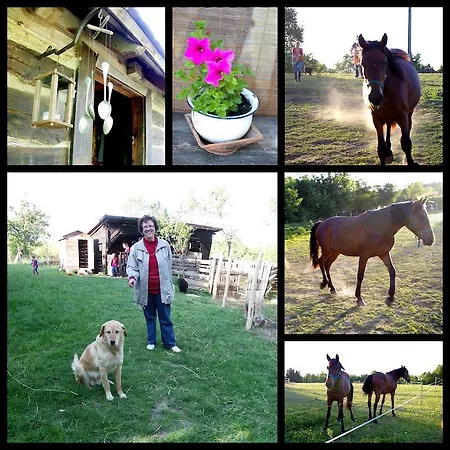 Fecskefeszek Vendeghaz