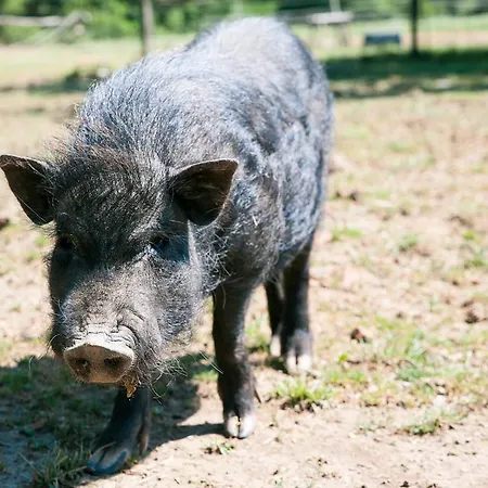 ゲストハウス Fecskefeszek Vendeghaz