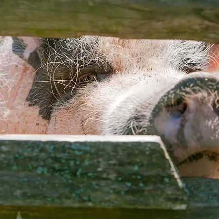 Fecskefeszek Vendeghaz ゲストハウス Őriszentpéter