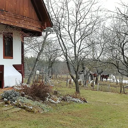 Fecskefészek *